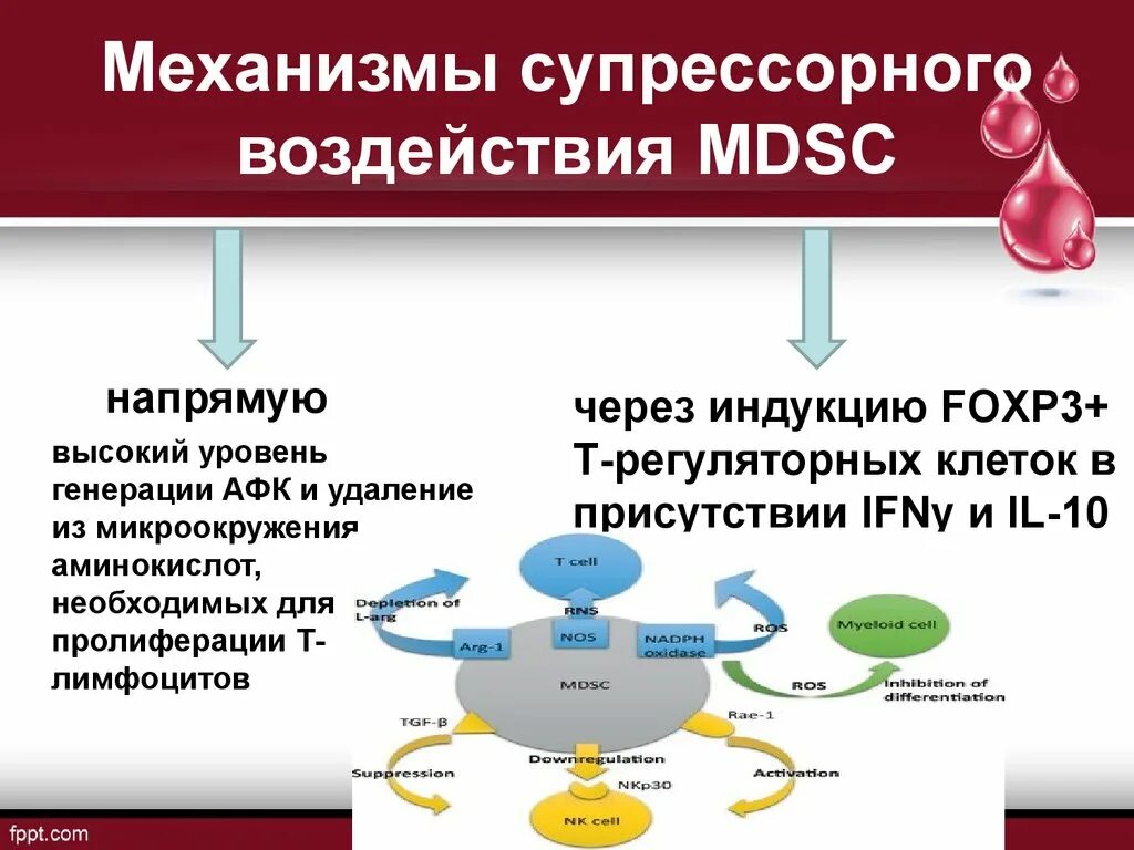 Механизмы генерации АФК. Нейтрофильные внеклеточные ловушки. Нетоз механизм. Нетоз нейтрофилов это.