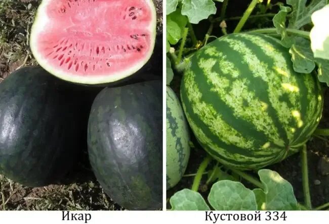 Find great deals on eBay for Watermelon Seeds in Plants, Seeds, and Bulbs for Ga