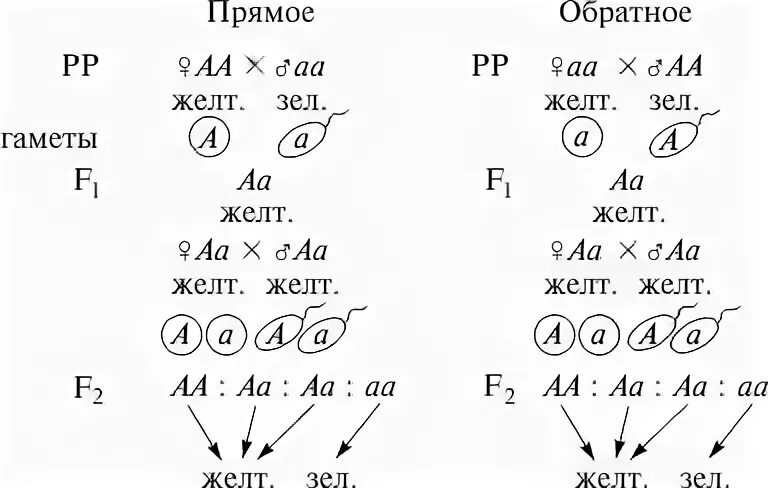 Возвратное скрещивание в генетике