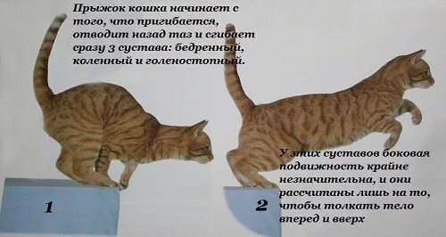 Летающие коты. Высота прыжка кошки. Кошка прыгает. Котенок в прыжке. На сколько кошки могут прыгать.