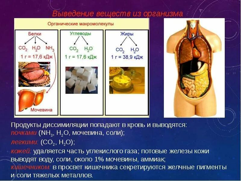 Выведение углеводов из организма. Пути выведения воды из организма. Выведение железа из организма. Пути выведения углеводов из организма. Выводит мочевину