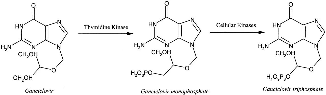 Тимидин. Ганцикловир механизм действия. Ганцикловир формула. Ганцикловир механизм действия фармакология. Тимидин монофосфат.