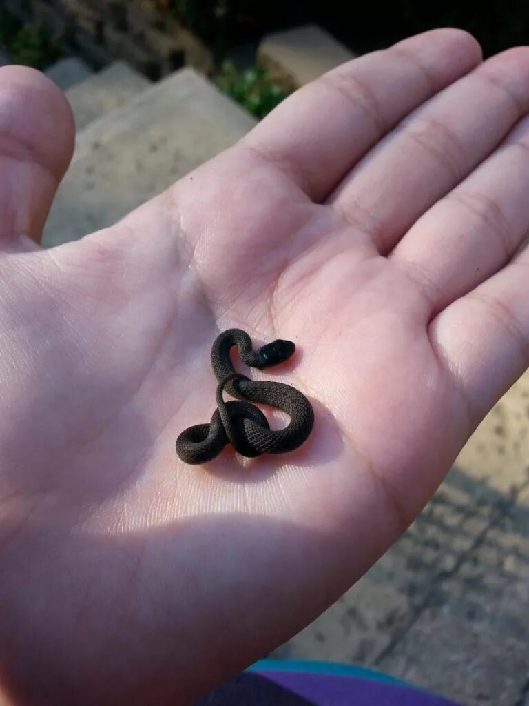 ninconanco.info Cute snake, Precious children, Beige aesthetic