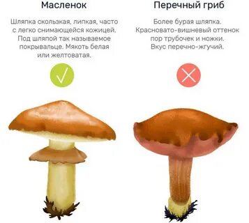 Грибы маслята польза и вред для организма