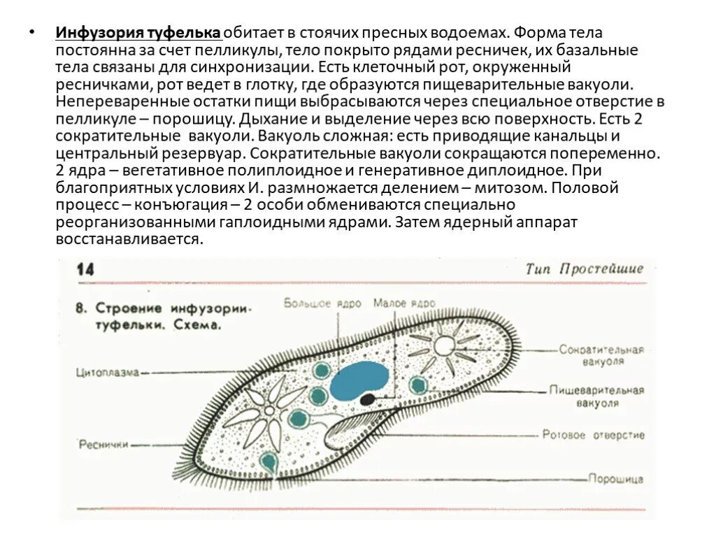 Структуры инфузории туфельки. Строение реснички инфузории. Реснички инфузории туфельки строение. Функции инфузории туфельки 7 класс. Цикл развития инфузории туфельки схема.