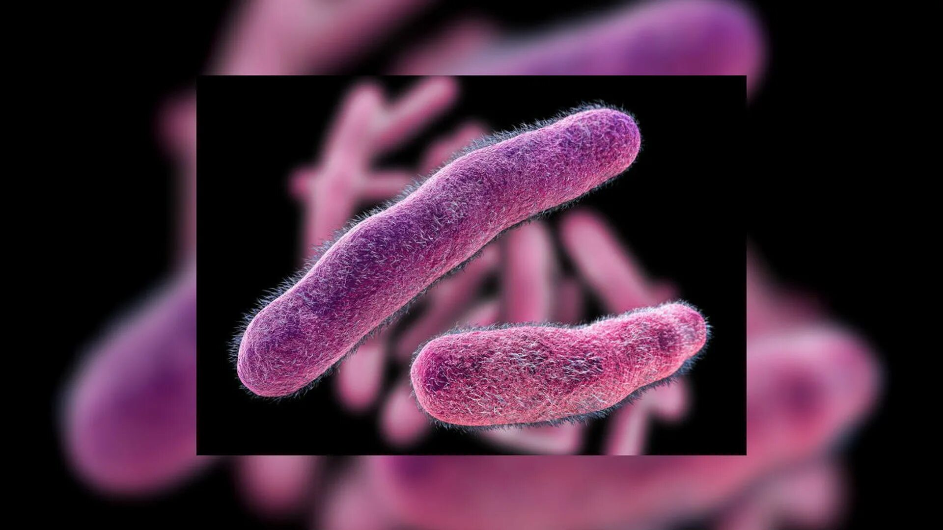 Плотоядная бактерия. Bdellovibrio bacteriovorus. Пурпурные серобактерии. Пурпурные бактерии фототрофы. Хищные бактерии.