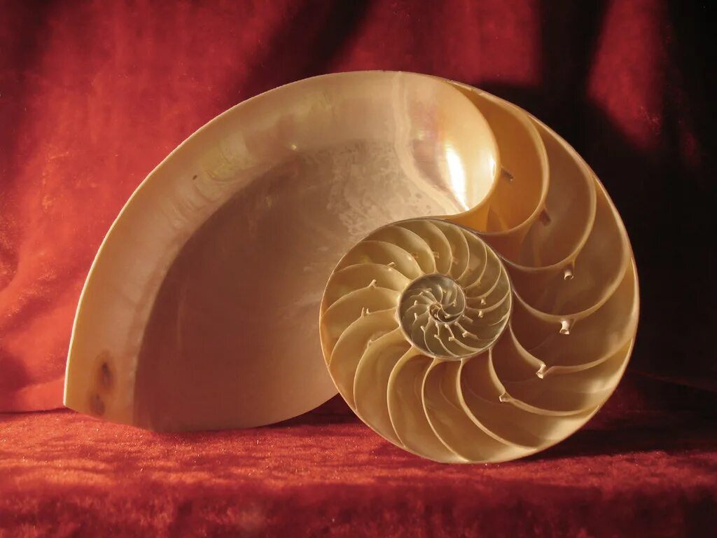 К элоизе наутилус. Наутилус помпилиус моллюск. nautilus pompilius золотой моллюск. раковина наутилуса золотое сечение. ракушка розовый наутилус (rose nautilus).