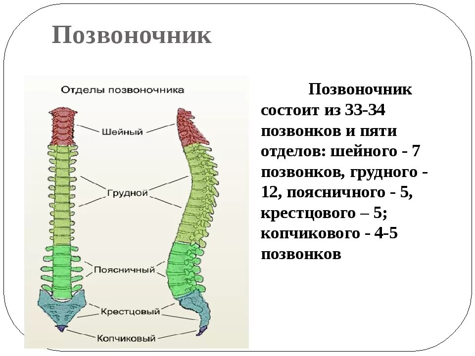 Отделы спины. Позвоночник состоит из. Количество отделов позвоночника:. Позвоночник человека состоит из отделов. Позвонок человека состоит из.