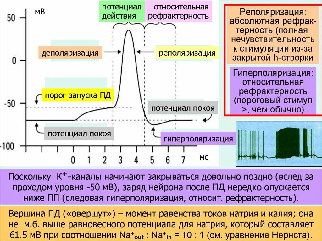 Мембранный потенциал деполяризация мембраны. Фазы потенциала действия следовая гиперполяризация. Фазы мембранного потенциала клетки. Фазы потенциала действия физиология график.