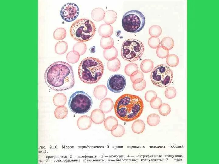 Цитология таблица. Форменные элементы крови таблица гистология. клетки крови и их функции гистология. мазок крови схема. мазок крови человек функции гистология.