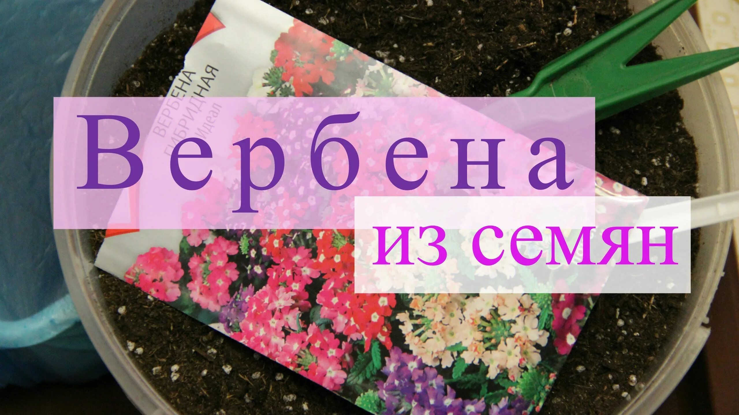 Вербена рассада. Посев вербены на рассаду. Вербена посев семян на рассаду. Сеем вербену на рассаду. Как сеять вербену на рассаду семенами