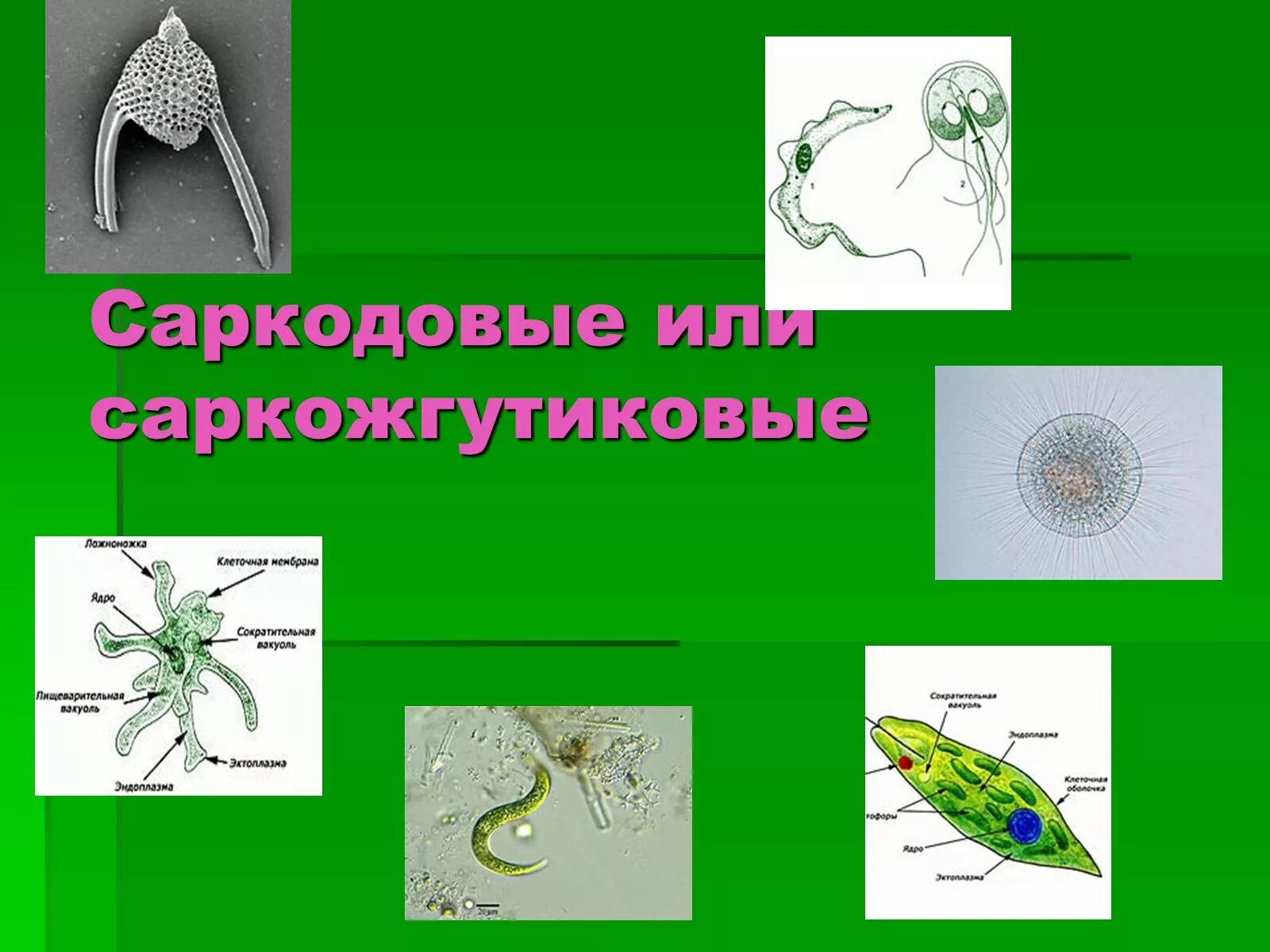 Саркодовые и Саркожгутиковые. Тип Саркожгутиковые Тип инфузории. Саркожгутиковые одноклеточные. Саркодовые или Саркожгутиковые.