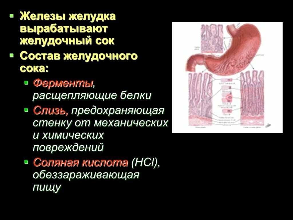 Ферменты вырабатываемые пищеварительными железами. Железы слизистой желудка вырабатывают пищеварительные ферменты. желудочный сок слизь соляная кислота ферменты. железы и пищеварительные соки желудка. железы, вырабатывающие кишечный сок.
