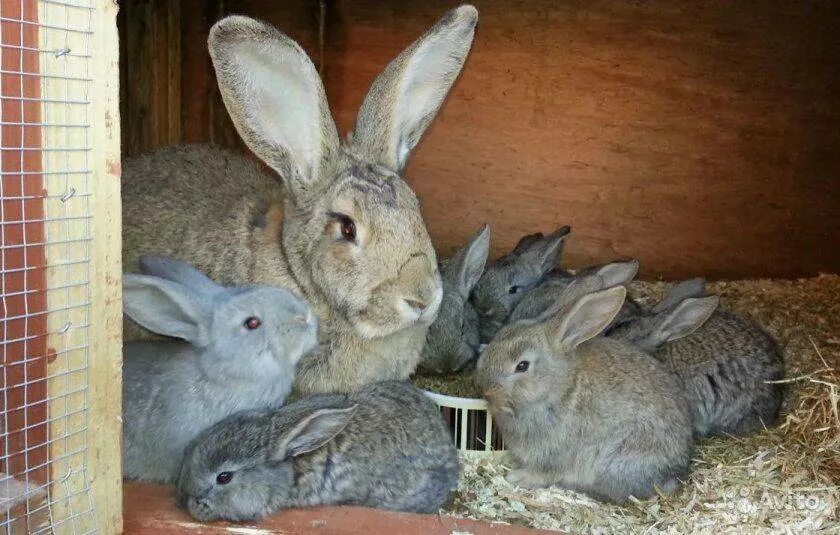 Кролик Фландр. Шиншилловый Фландр. Серый великан кролик. Кролики и крольчата. Кролику 7 лет
