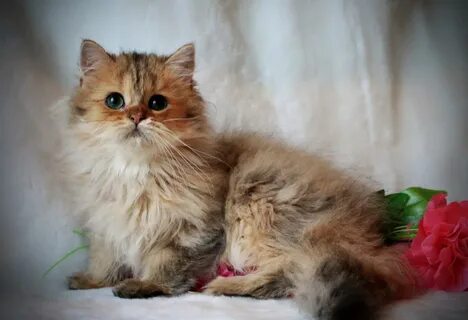 Шиншилла длинношерстная