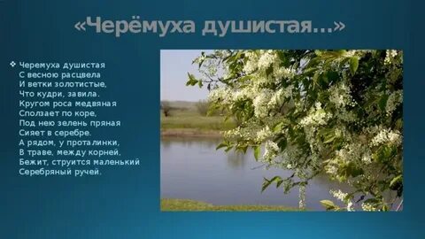 Черемуха черемуха в овраге расцвела