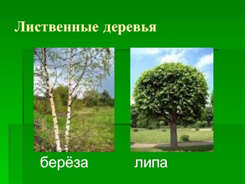 Тип лиственного леса 8