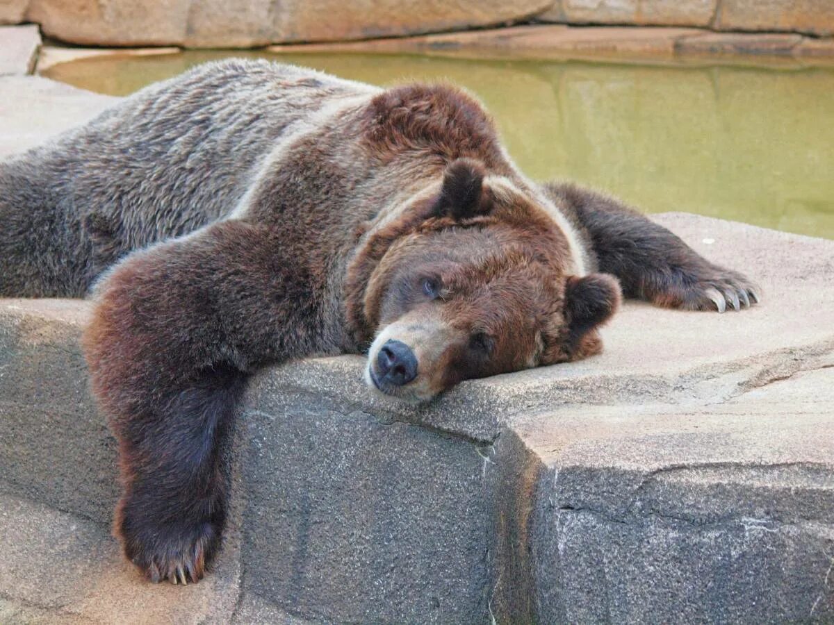 Спящий медвежонок. Белый медведь. Сонный медведь. Спящий медведь. Какие медведи спят.