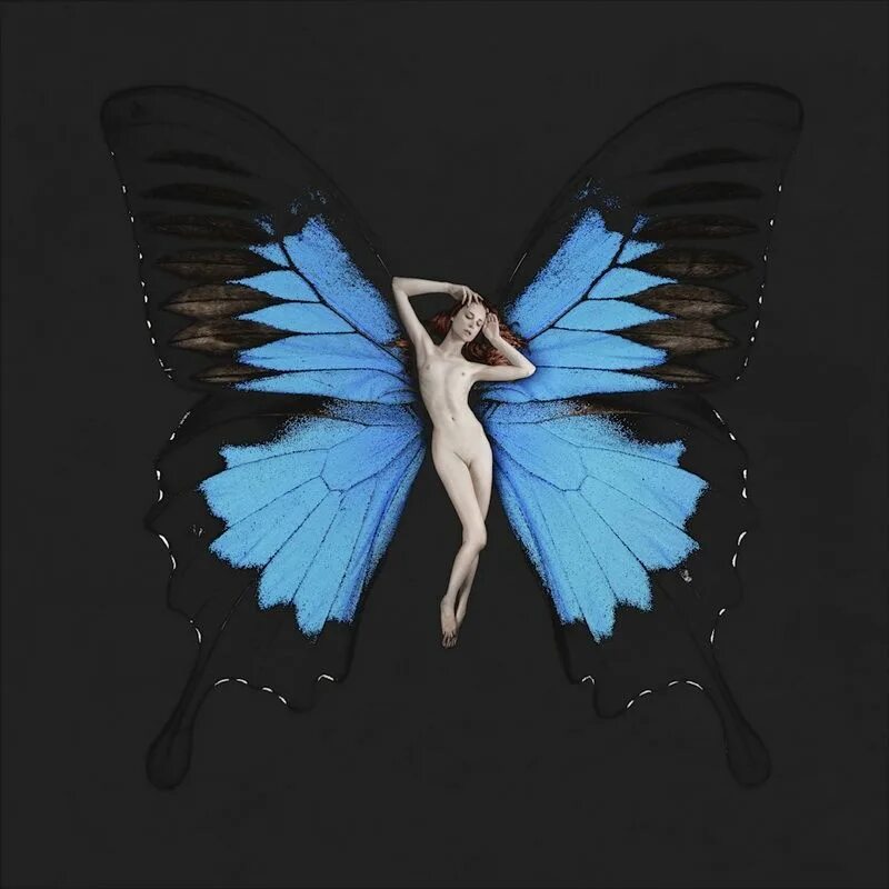 Carsten Witte's 'Psyche' Butterfly Series Butterfly art, Butterfly, Insect art