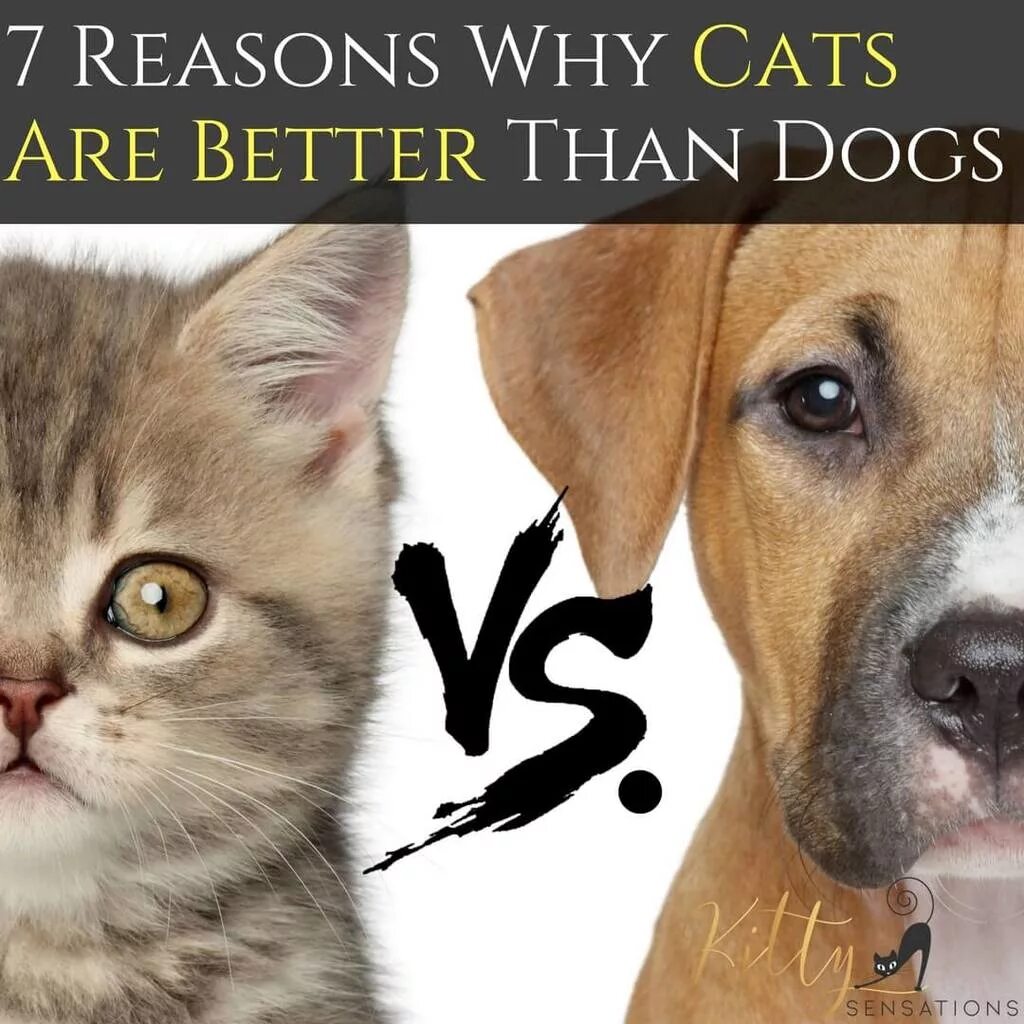 Good pets than dogs. Кошки вс собаки. Кот vs собака. Коты против. Котики против собачек.