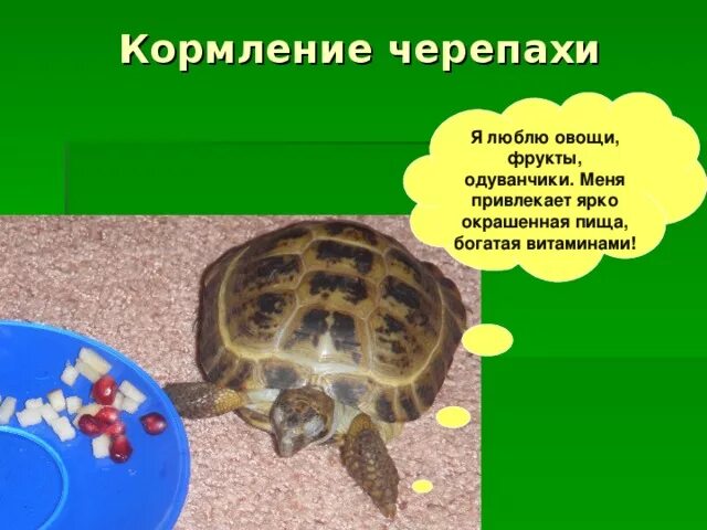 Среднеазиатская черепаха малыш. Черепаха для детей. Черепаха черепаха черепаха. Наземная черепаха для детей.