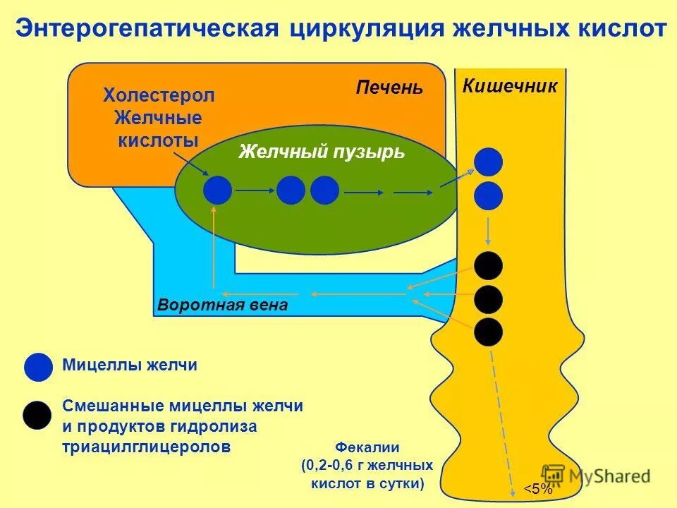 Циркуляция желчных кислот. Энтерогепатическая циркуляция желчных кислот. Энтерогепатическая регуляция. Циркуляция желчных кислот. Схема гепатоэнтеральной циркуляции желчных кислот.