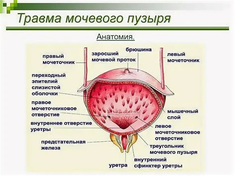 Продукты для мочевого пузыря. Продукты для мочевого пузыря. Народные средства травы. Диета при цистите. Продукты для мочевого пузыря.