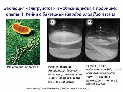 Эксперименты с бактериями