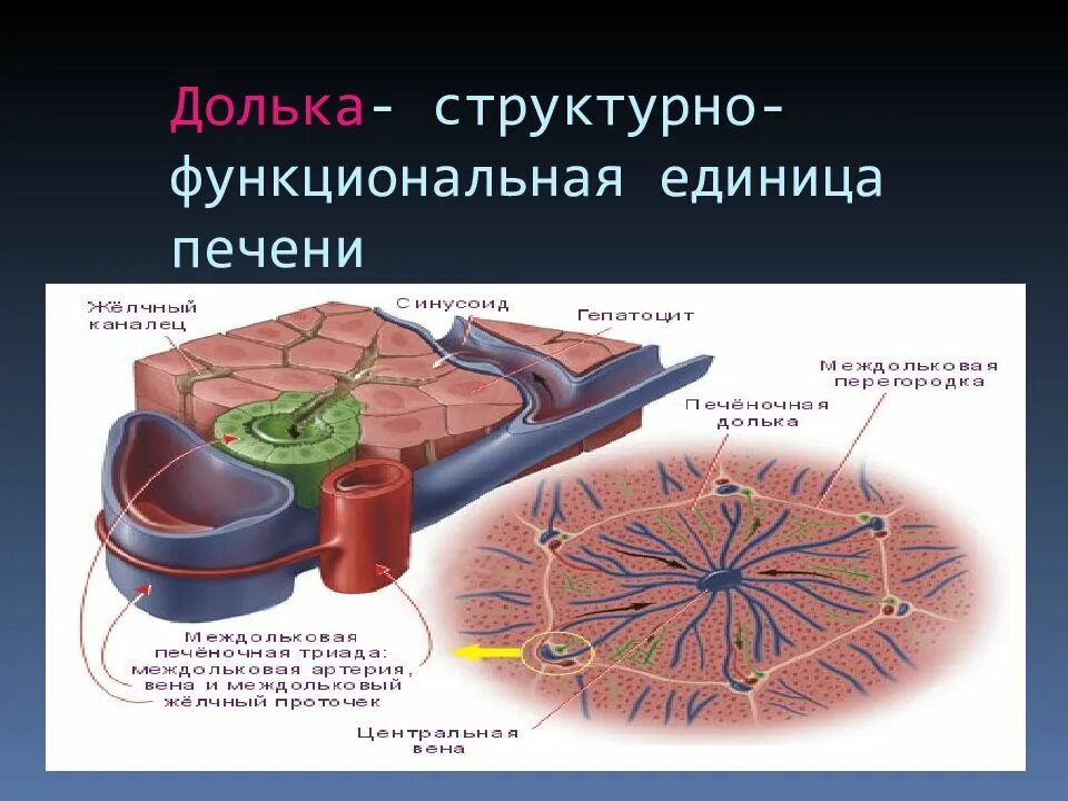 Структурно-функциональная единица печени. Структурная клицинв печени. Печеночная долька структурно функциональная единица. Структурно-функциональная единица печени рисунок.