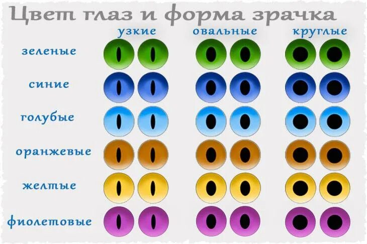 До скольки меняются глаза. Как определить какие у котенка будут глаза. Цвет глаз таблица цветов. Какого цвета будут глаза у котенка. Как узнать какого цвета будут глаза у котенка.