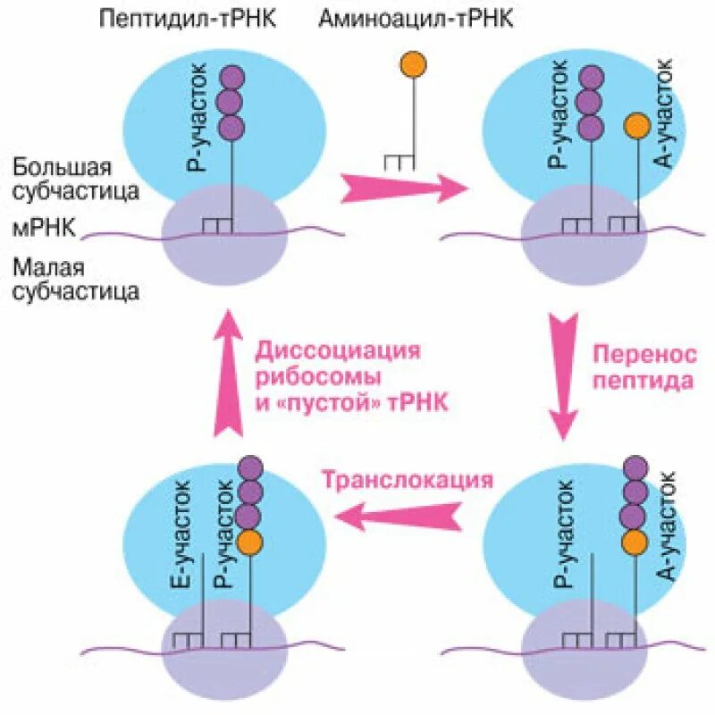 Пептидил ТРНК. Аминоацил и пептидил ТРНК. Транслокация в трансляции. Аминоацил ТРНК.