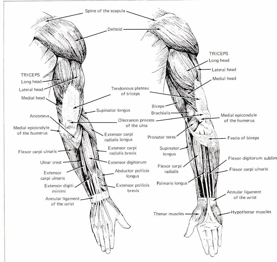 Анатомия мышц рук человека. Мышцы верхней конечности анатомия. Мышцы верхних конечностей человека анатомия. Строение мышц руки и плеча человека.