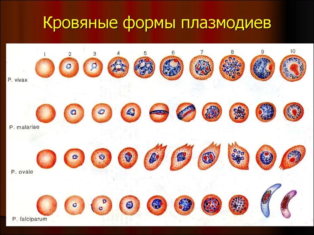 Шизонт малярийного плазмодия. Сравнительная морфология малярийных плазмодиев. Отличия малярийных плазмодиев. Морфология плазмодия малярии.