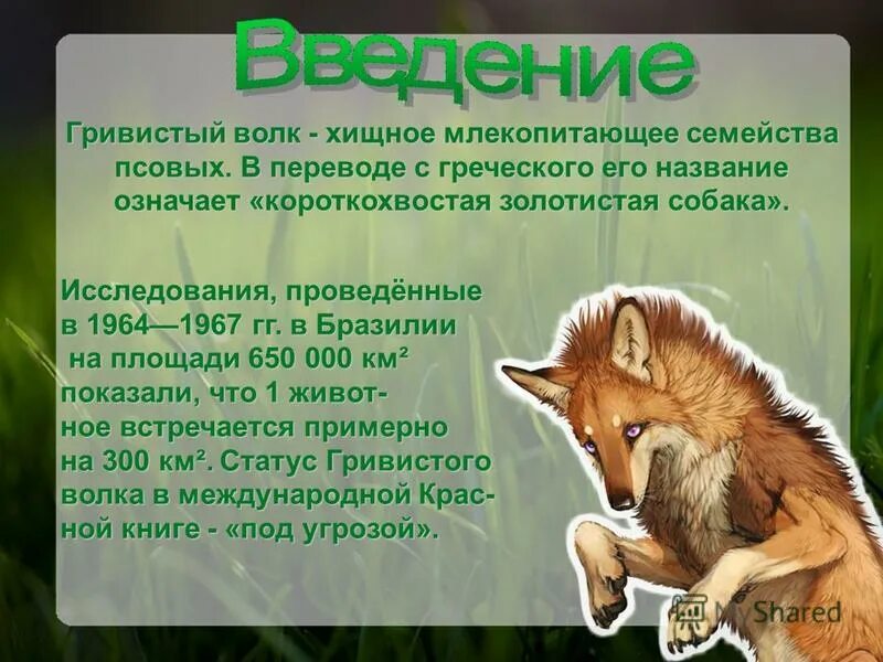 Бурый волк презентация. Волк хищное млекопитающее семейства псовых стиль речи. Хищное млекопитающее семейства псовых. Волк хищное млекопитающее семейства псовых. Волк хищное млекопитающее семейства псовых егэ.
