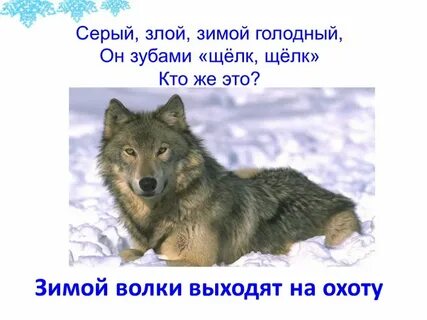 Серый волк зубами щелк