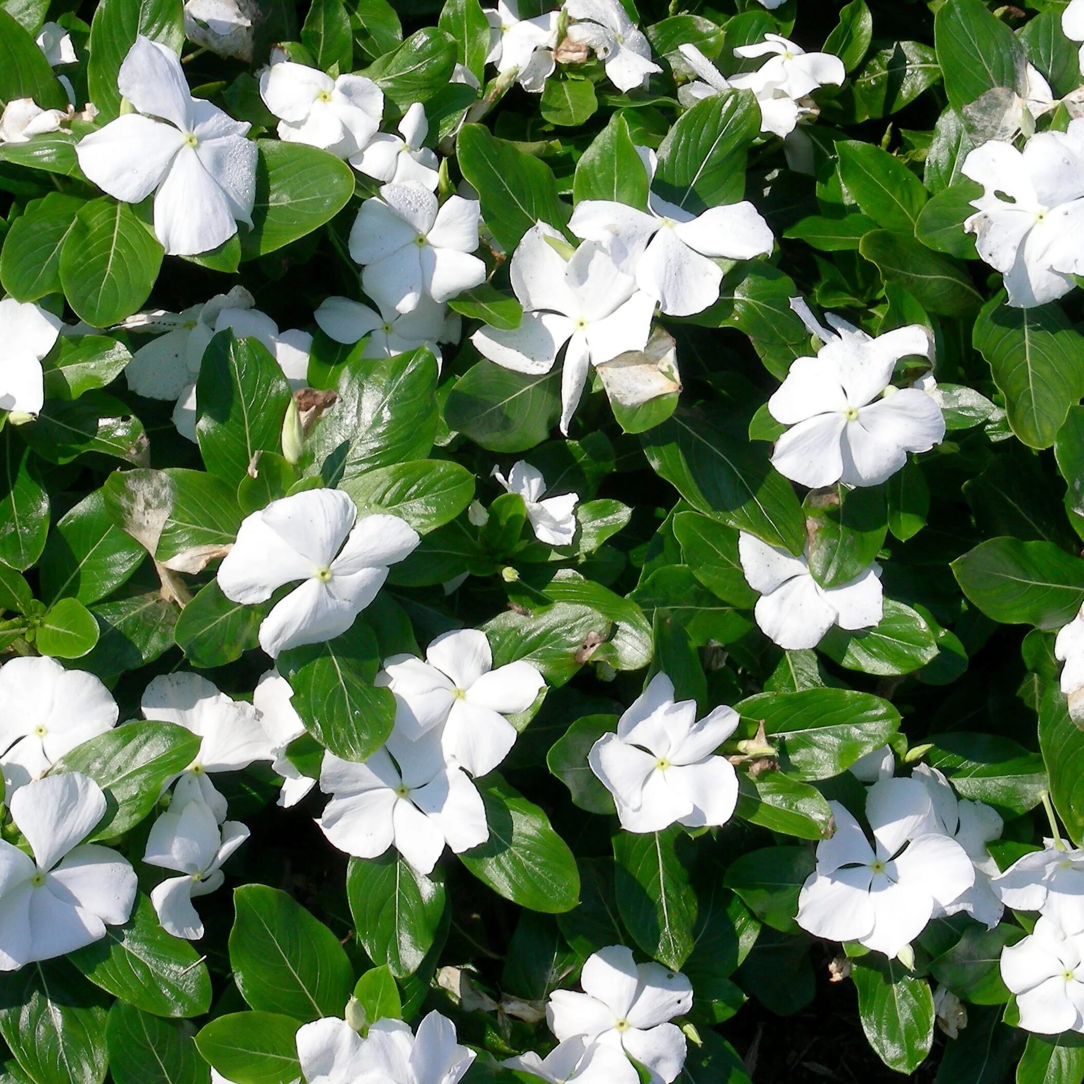 растение с белыми семенами. лунария лунник. пентас семена. лунария. дурман трава семена.