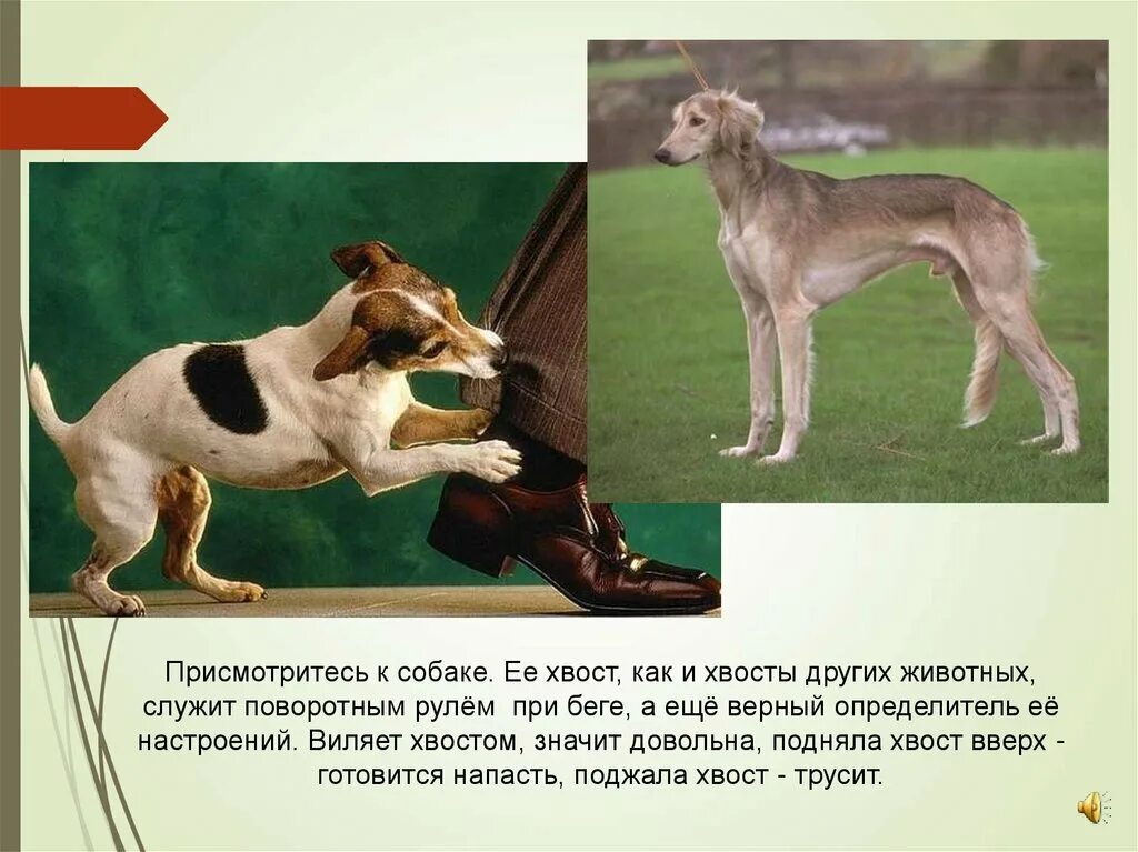 Название хвостов животных