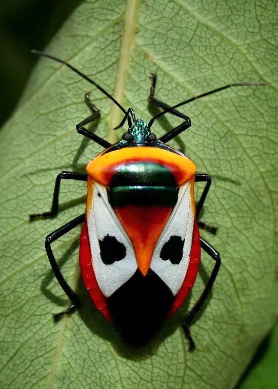 Разноцветные жуки и бабочки. Catacanthus punctus. Милые жуки. Цветные жуки. Жучок разноцветные.