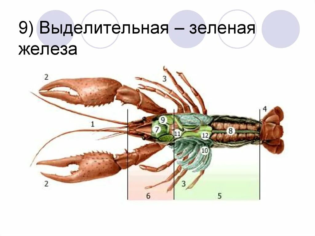 Речной рак часть. Внутренние органы ракообразных. Железы ракообразных. Мускулатура ракообразных. Внешнее строение ракообразных.