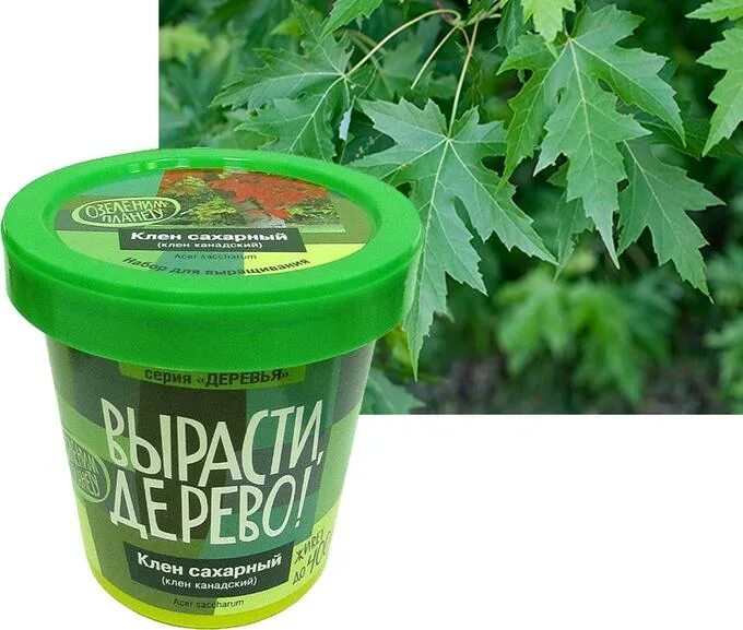 Береза в парке. Вырасти дерево береза. Деревце вырасти дерево. Набор вырасти дерево. Черная береза сша.