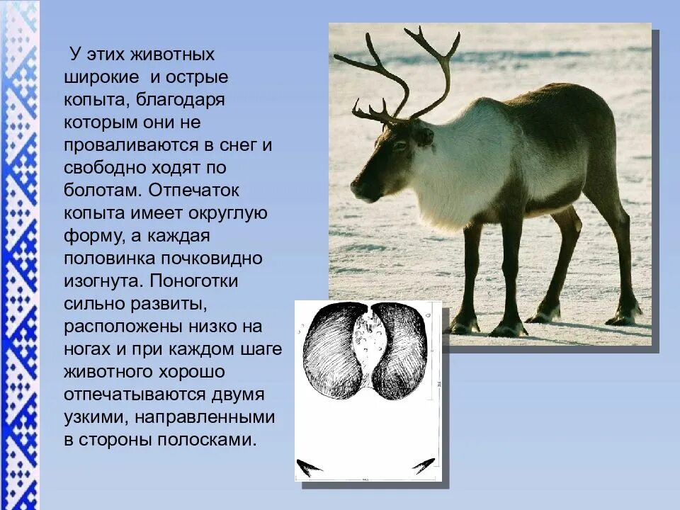 Северный олень тундры сообщение 4. Животные севера с описанием. северный олень интересные факты. интересные факты о северных животных. интересные факты о северном олене.