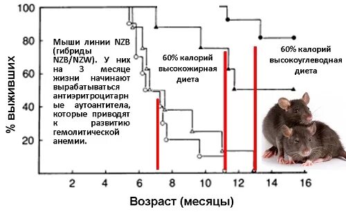 Продолжительность жизни мыши. Срок жизни мышей. Продолжительность жизни домашних мышей. Средний срок жизни грызунов.