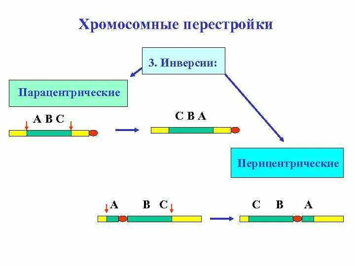 Инверсия это в биологии. Парацентрическая инверсия хромосомы. перицентрическая инверсия. инверсия генетика. инверсия в биологии.