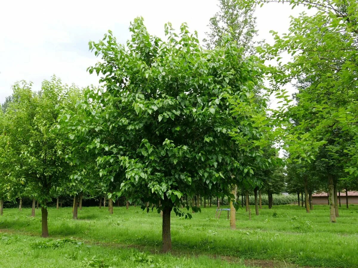 File:Morus alba Tbilisi.jpg - Wikipedia