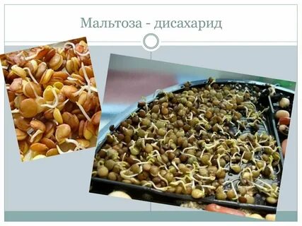 Мальтоза где