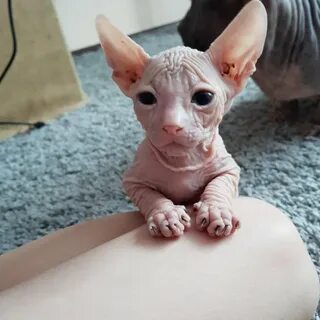 Котята сфинксы недорого