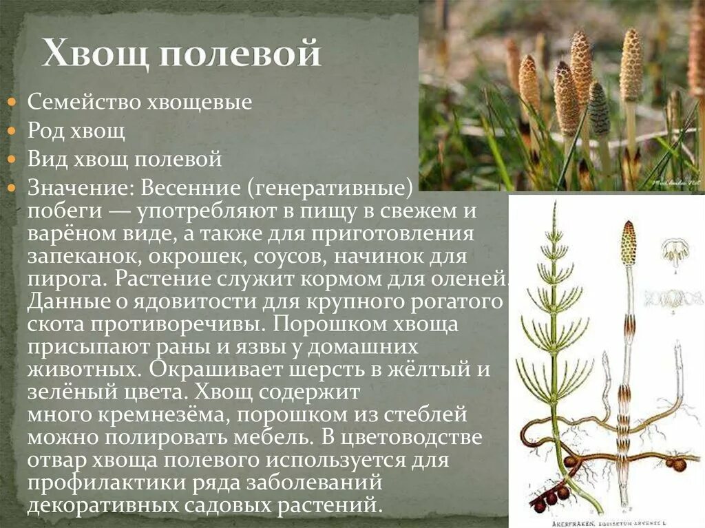 Какое значение хвощей в природе. Хвощ полевой цветение. Трава хвоща полевого лечебные. Весенний побег хвоща полевого. Хвощ полевой среда обитания.