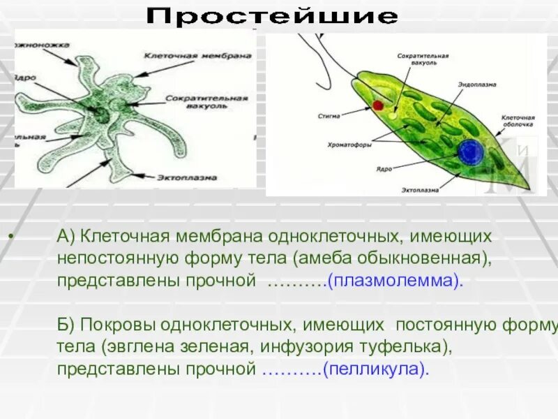 Мембрана одноклеточных. Покровы одноклеточных. Оболочка клеток одноклеточных. Строение Покрова тела у одноклеточных. Какую форму имеет простейшие