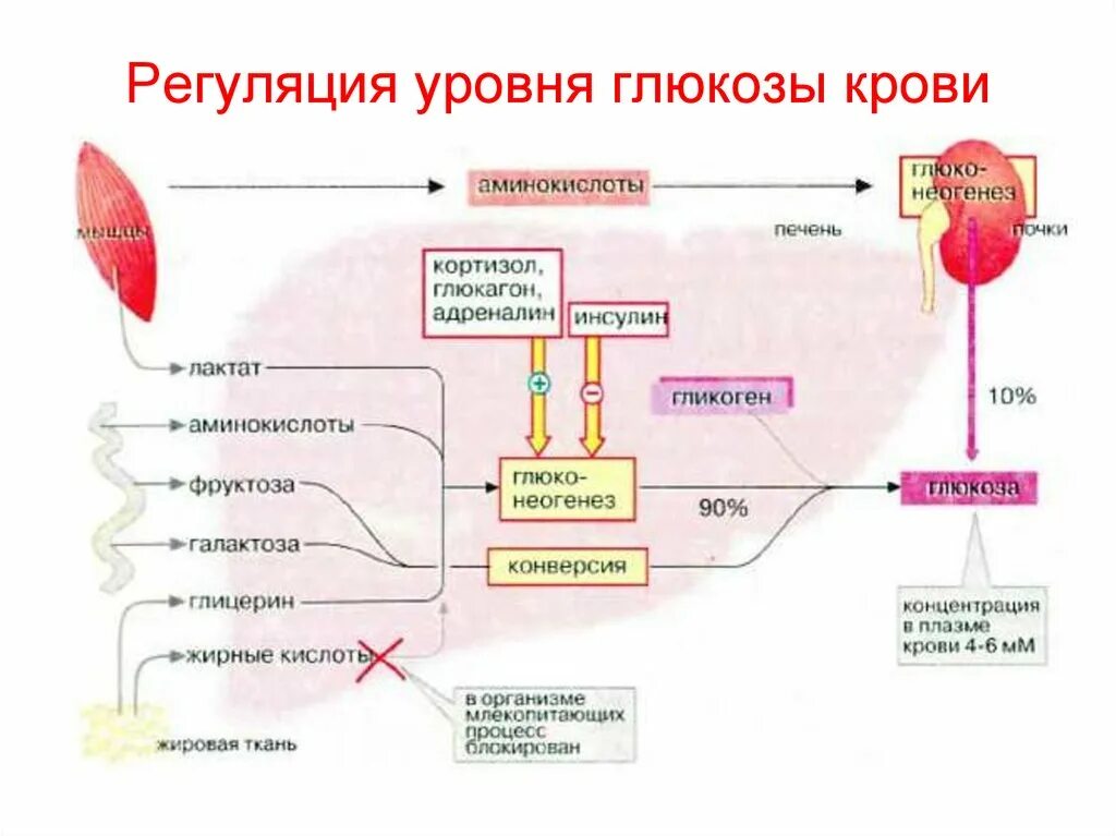 Функциональная система регуляции уровня Глюкозы в крови. Перечислите основные системы, регулирующие уровень Глюкозы в крови:. Гормоны участвующие в регуляции уровня сахара в крови. Схема формирования уровня Глюкозы в крови. Повышен уровень адреналина в крови