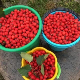 Боярышник скрещенный с шиповником